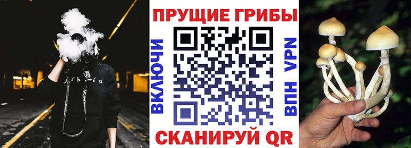 Псилоцибиновые грибы MAGIC MUSHROOMS  Кашин 